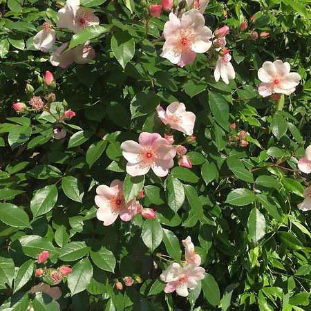 Guesthouse Flora Лоди Екстериор снимка